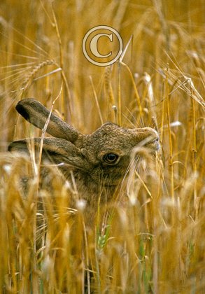 Brown Hare Eating Corn DM1176